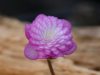 Show product details for Hepatica japonica Anjyu